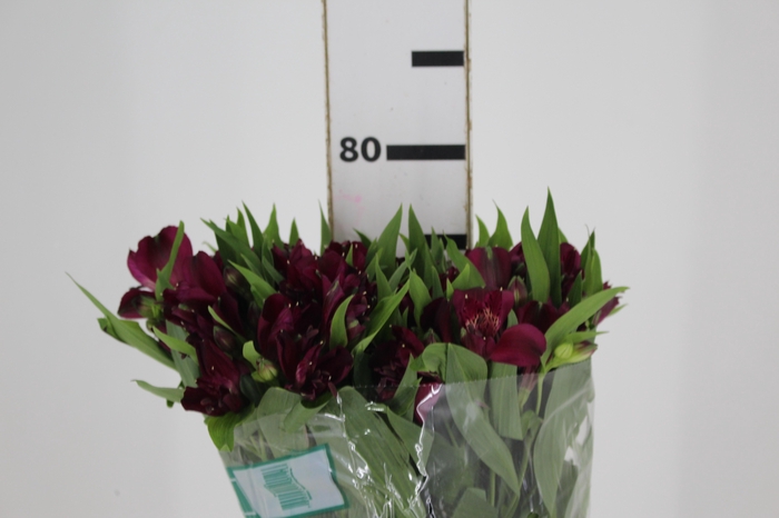 <h4>ALSTROEMERIA POMPEII 080 CM</h4>