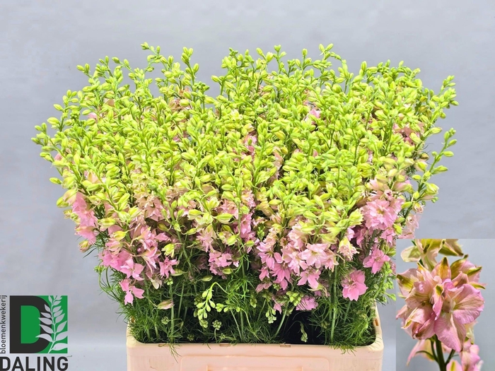 <h4>Cons R Q Light Pink</h4>