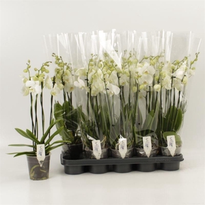 PHAL AN INVERNESS