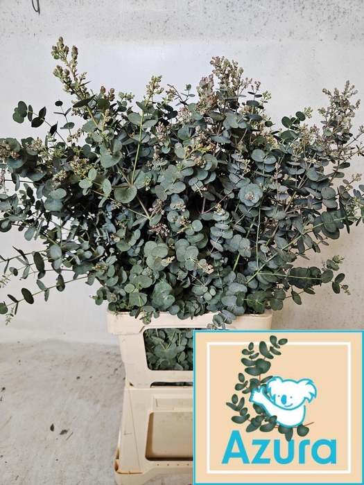 <h4>EUCA GU AZURA</h4>