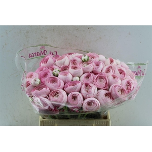 Ran Kloon Extra Rosa 121