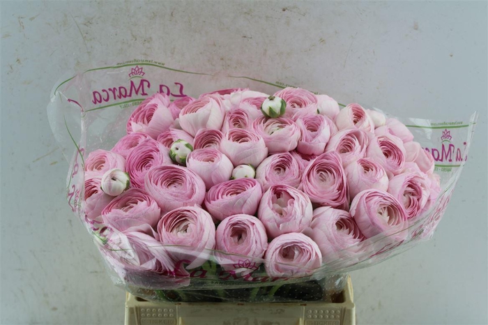 <h4>Ran Kloon Extra Rosa 121</h4>