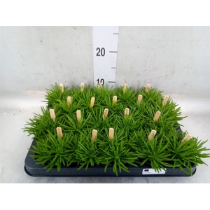 Senecio archeri 'Himalaya'