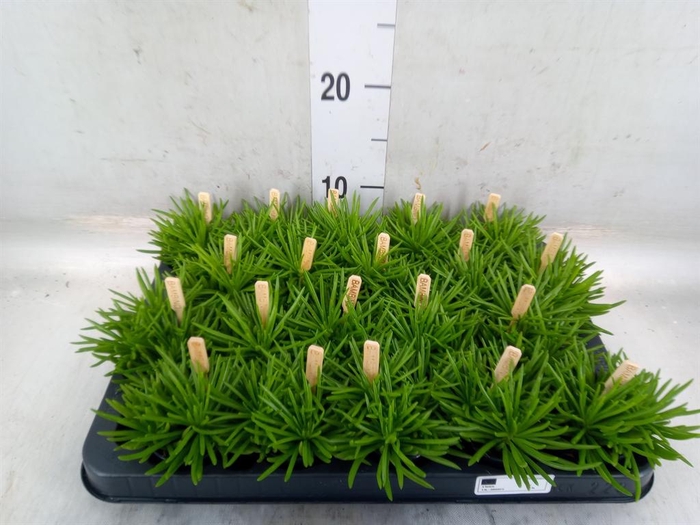 <h4>Senecio archeri 'Himalaya'</h4>