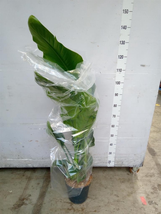 <h4>Strelitzia nicolai</h4>