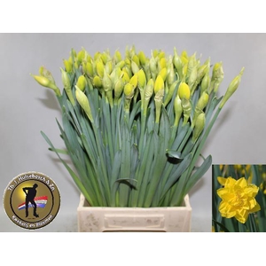 NARC DU GOLDEN DUCAT