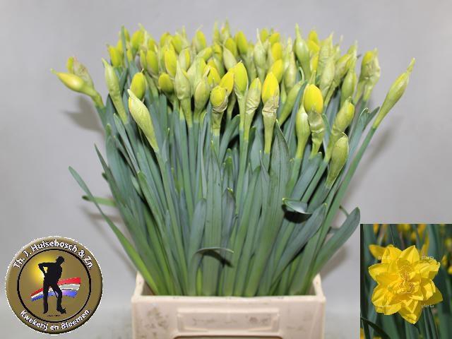 <h4>NARC DU GOLDEN DUCAT</h4>