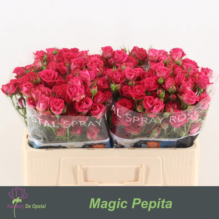 <h4>R tr Magic Pepita</h4>