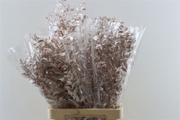 <h4>Dried Ruscus Nat Rose Gold Glitter</h4>
