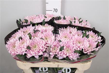 <h4>Chr G Rossano</h4>