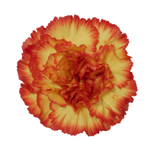 Di St Zenit Bicolor Orange 75cm CO