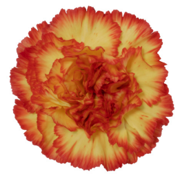 <h4>Di St Zenit Bicolor Orange 75cm CO</h4>