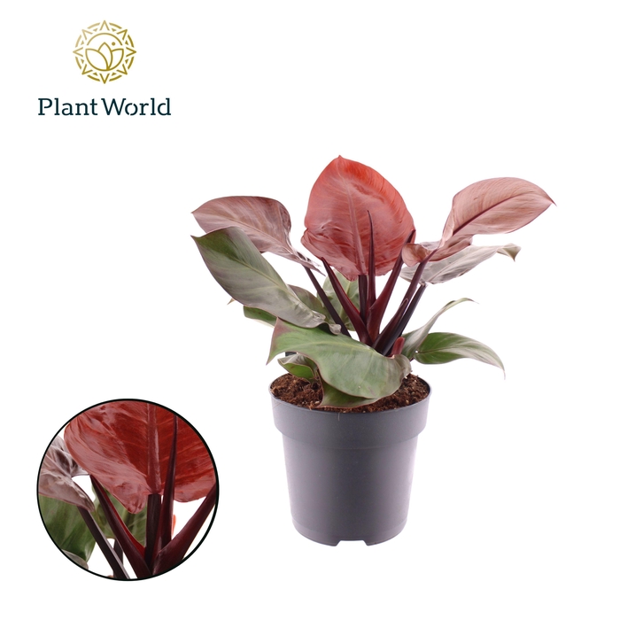 <h4>Philodendron Cherry Red</h4>
