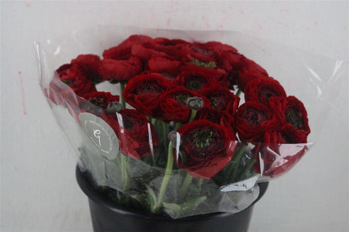 <h4>Ran Cloni Sup Tango</h4>