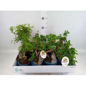 Bonsai   ...mix