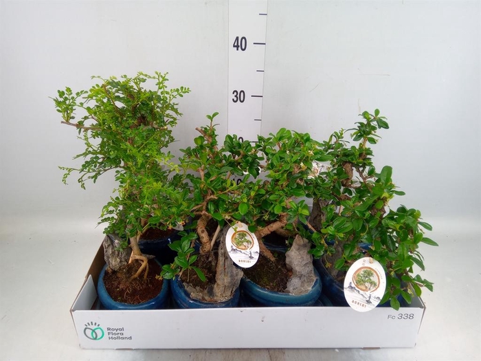 <h4>Bonsai   ...mix</h4>