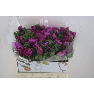 Anem Mistral Super Orchid