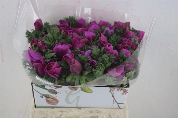 <h4>Anem Mistral Super Orchid</h4>