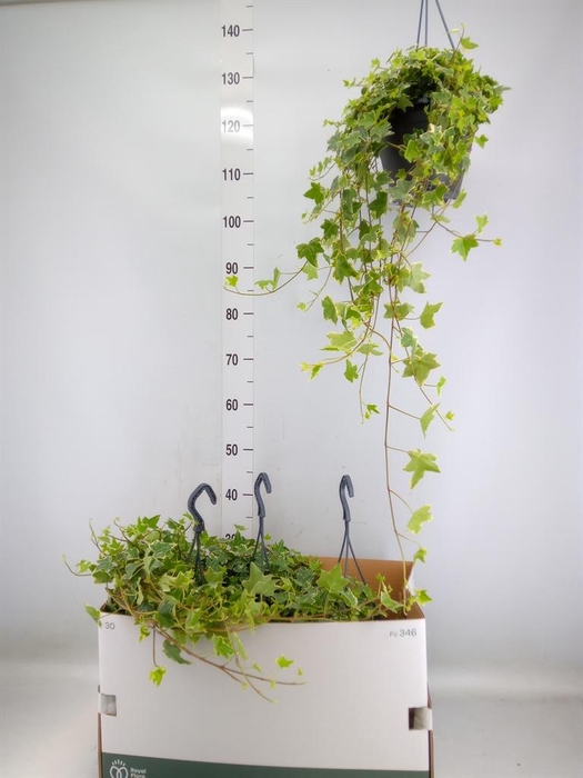 <h4>Hedera helix 'Eva'</h4>