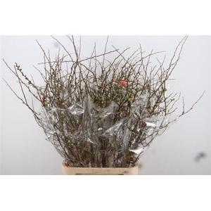 Chaenomeles X Superba