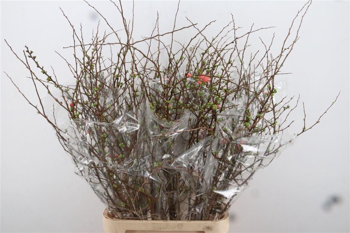 <h4>Chaenomeles X Superba</h4>