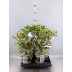 Peperomia obt. 'Obtipan Bicolor'