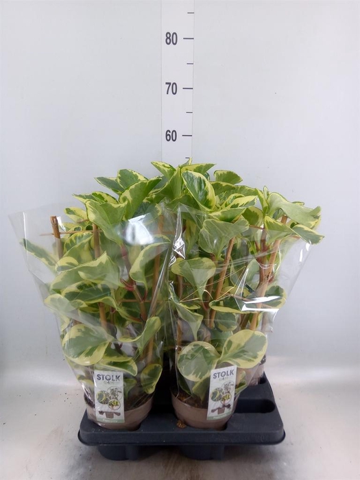 <h4>Peperomia obt. 'Obtipan Bicolor'</h4>