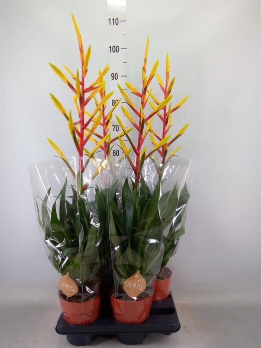 <h4>Tillandsia  'Luminosa'</h4>