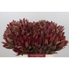 Leucadendron Jester