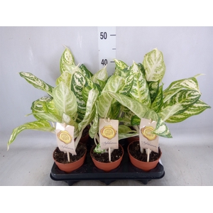 Aglaonema   ...