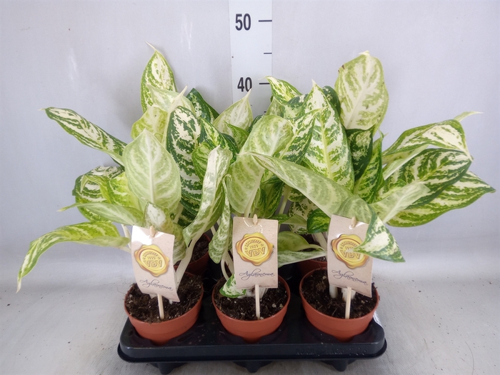 <h4>Aglaonema   ...</h4>