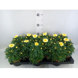 Argyranthemum  'La Rita Yellow'