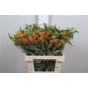 Ascl Tuberosa