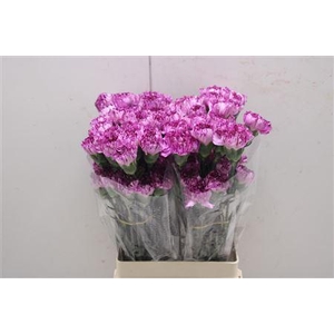 Di St Blue Capernico