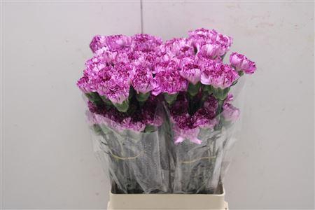 <h4>Di St Blue Capernico</h4>