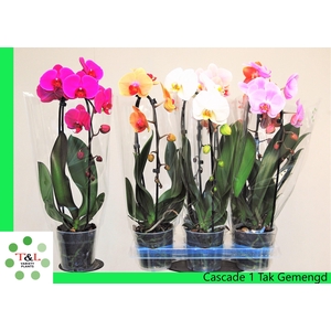 PHAL EL CASCADE