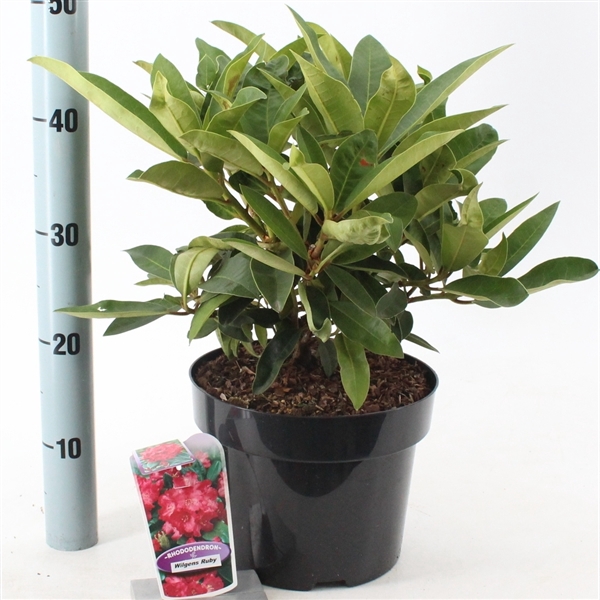 <h4>Rhododendron 'Wilgen's Ruby'</h4>