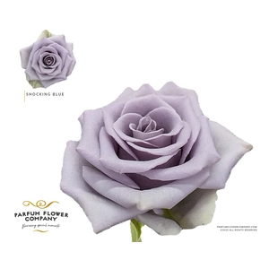 Rosa Premium Shocking Blue