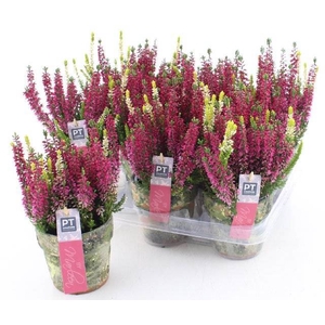 ARR TUINPLANTEN
