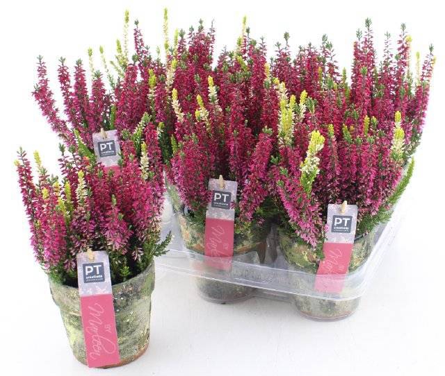 <h4>ARR TUINPLANTEN</h4>