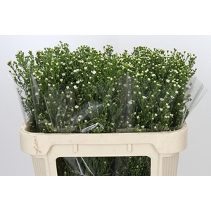 Aster Paquita