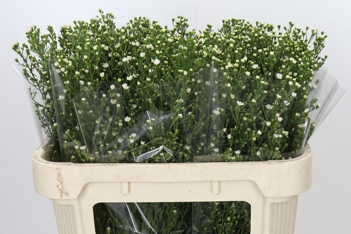<h4>Aster Paquita</h4>