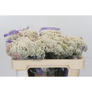 Ozothamnus Cooks Snow White