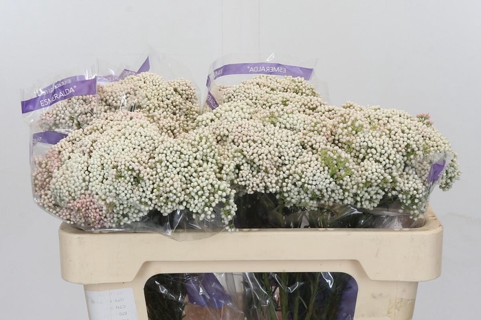 Ozothamnus Cooks Snow White