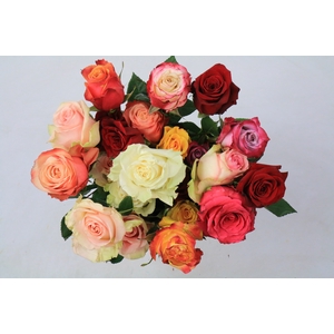 Rosa Ec Rainbow Mix