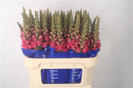 <h4>Antirrhinum Nl. Pink Antibes</h4>