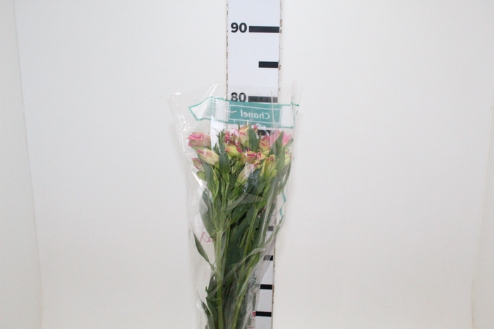 <h4>ALSTROEMERIA CHANEL 080 CM</h4>