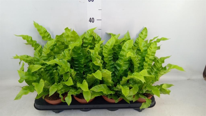 <h4>Asplenium nidus 'Crispy Wave'</h4>