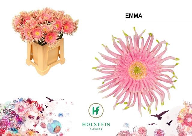 <h4>GE KV GPA EMMA</h4>
