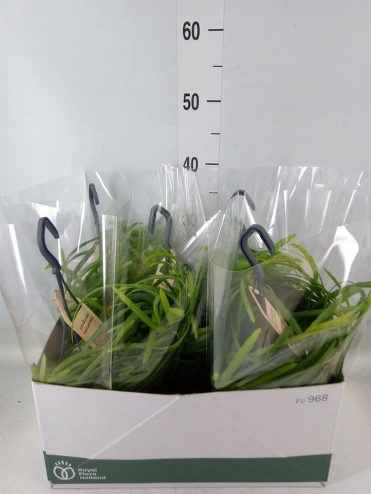 <h4>Rhipsalis   ...</h4>